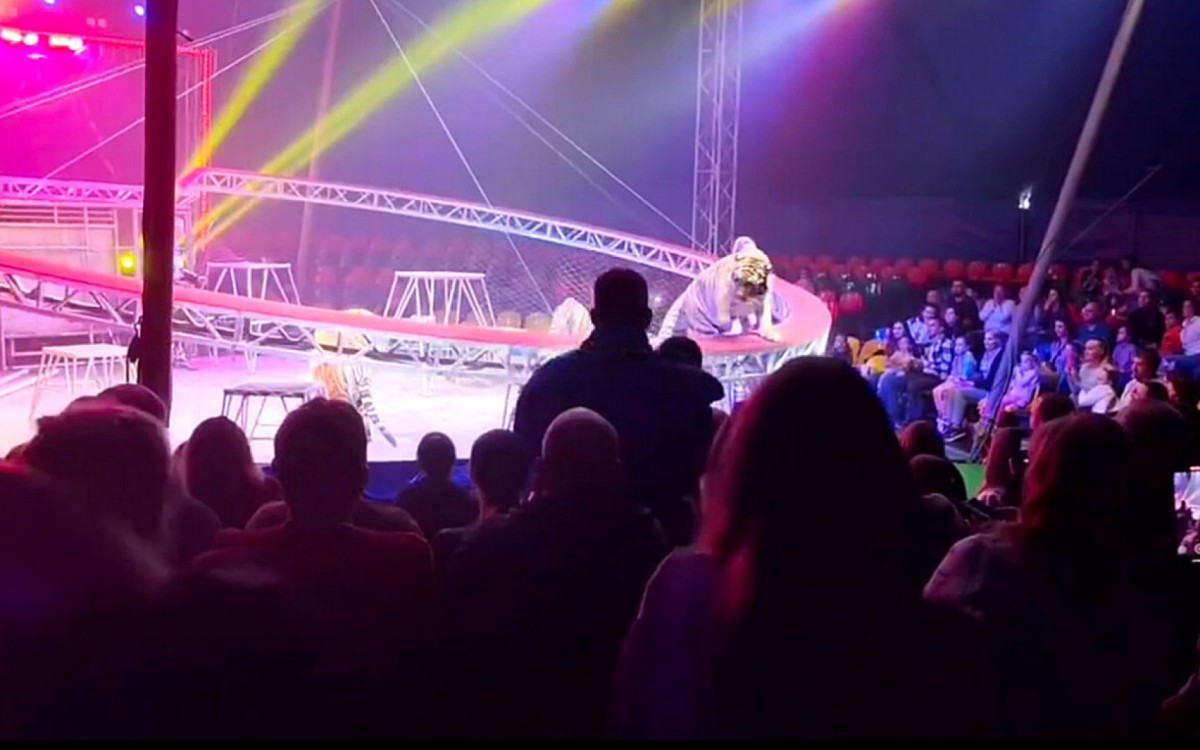 TIGRE AVANÇA EM DIREÇÃO Á PLATEIA APÓS BARREIRA CEDER DURANTE SHOW EM CIRCO NA RÚSSIA