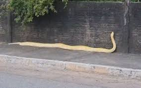 PÍTON DE MAIS DE 3 METROS É CAPTURADA APÓS SER VISTA EM RUAS DE ARUANÃ