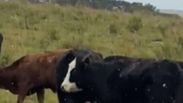 CENÁRIO DE “NEVE” SURPREENDE MORADORES NO RS, MAS FENÔMENO TEM OUTRA EXPLICAÇÃO