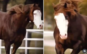 CAVALO TEM METADE DOS DIREITOS VENDIDA POR R$ 44 MILHÕES EM GOIÁS, CHEGANDO AO TOTAL DE R$ 88 MILHÕES