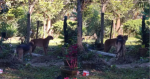 ONÇA-PARDA É VISTA EM QUINTAL DE CASA E ASSUSTA MORADORES NO PARANÁ